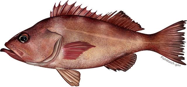 Pacific ocean perch illustration