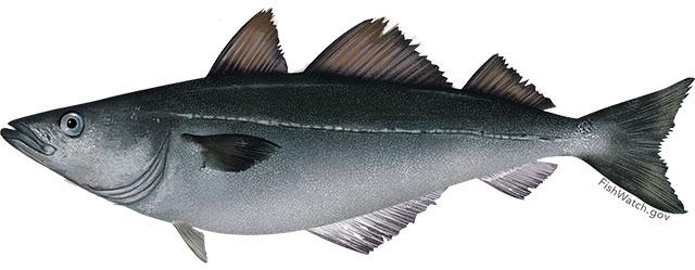 Atlantic pollock illustration